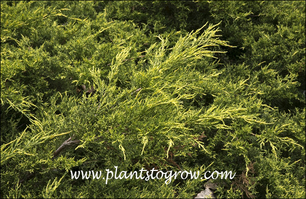 The branch tips have the yellow (aurea) color. (September 1)